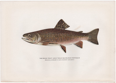 THE BROOK TROUT (ADULT MALE) SALVELINUS-FONTINALIS (Showing dark or early spring coloration) 